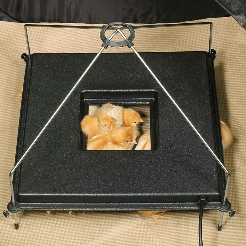 2025 Premium Varmeplade til Kyllinger – Kyllingerugekasse